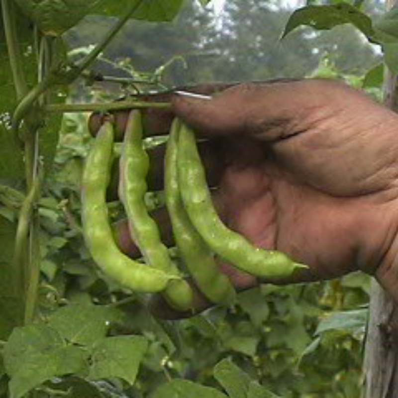 SEED PACKET: Lazy Wife Greasy Beans Main Image